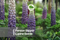 25+ Persian Slipper Lupine Seeds | Perennial Lavender Blue Flowers | Lupinus polyphyllus for Borders & Cottage Gardens