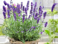 Vera Lavender Seeds | Lavandula angustifolia | Fragrant Perennial Herb | 100 Seeds