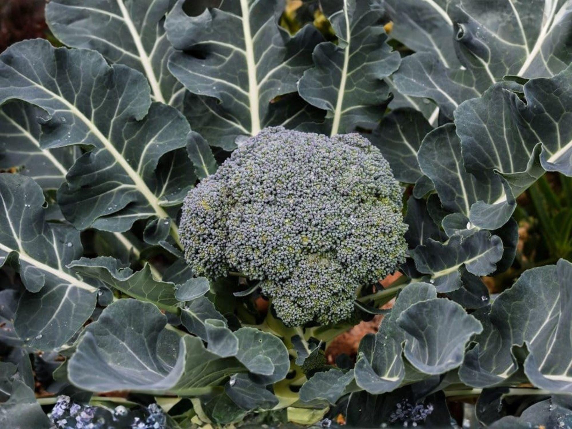 Waltham 29 Broccoli Seeds – Heirloom Cold Hardy Variety – Brassica oleracea – 500 Seeds for Home Garden & Market Growing