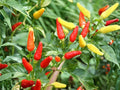 Tabasco Pepper Seeds – Heirloom Hot Chili Seeds for Sauce, Fermentation & Fresh Use – Capsicum frutescens, 25 Seeds