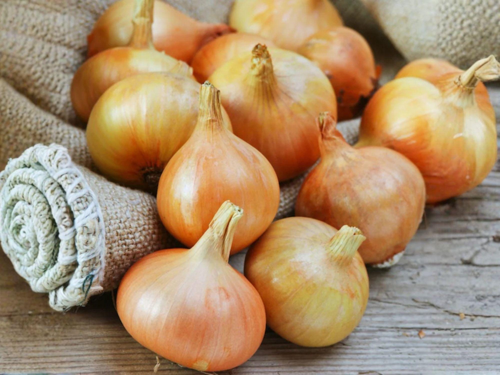 Burrell’s Yellow Valencia Onion Seeds – 50 Heirloom Storage Onion Seeds for Cooking & Gardening