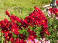 Cosmos Dazzler Flower Seeds – 100 Pack, Bright Red Bloom, Garden Cosmos, Cosmos bipinnatus, Annual Flower for Garden & Container