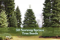 50 Norway Spruce Tree Seeds for Planting Evergreen Conifer Picea abies