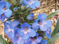 Penstemon Angustifolius Seeds – Pagoda Penstemon, Blue to Violet Flowers, Wildflower, Perennial Garden Plant, 50 Seeds