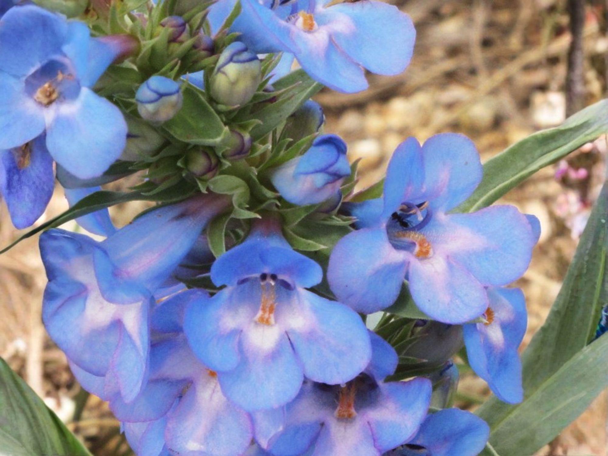 Penstemon Angustifolius Seeds – Pagoda Penstemon, Blue to Violet Flowers, Wildflower, Perennial Garden Plant, 50 Seeds