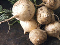 True Jicama Vegetable Seeds – Garden Vining Plant, Green Leaves, 10 Seeds