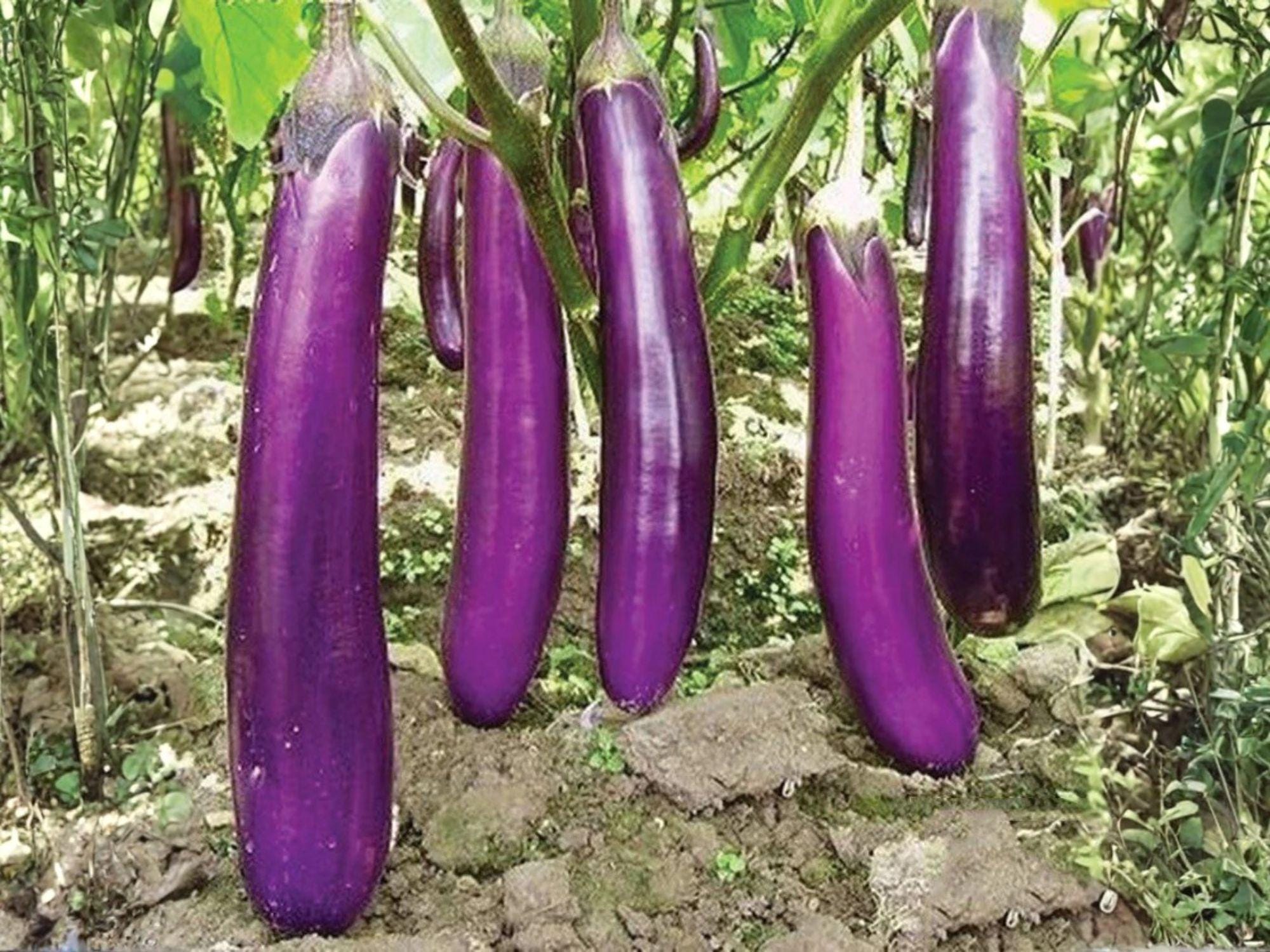 Long Purple Eggplant Seeds – Heirloom Vegetable, Slender Purple Fruit, Garden Eggplant, Solanum melongena, 100 Seeds
