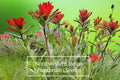 Northwestern Indian Paintbrush Seeds – Castilleja hispida – Native Wildflower for Pollinators, Drought-Tolerant, Perennial, 100 Seeds