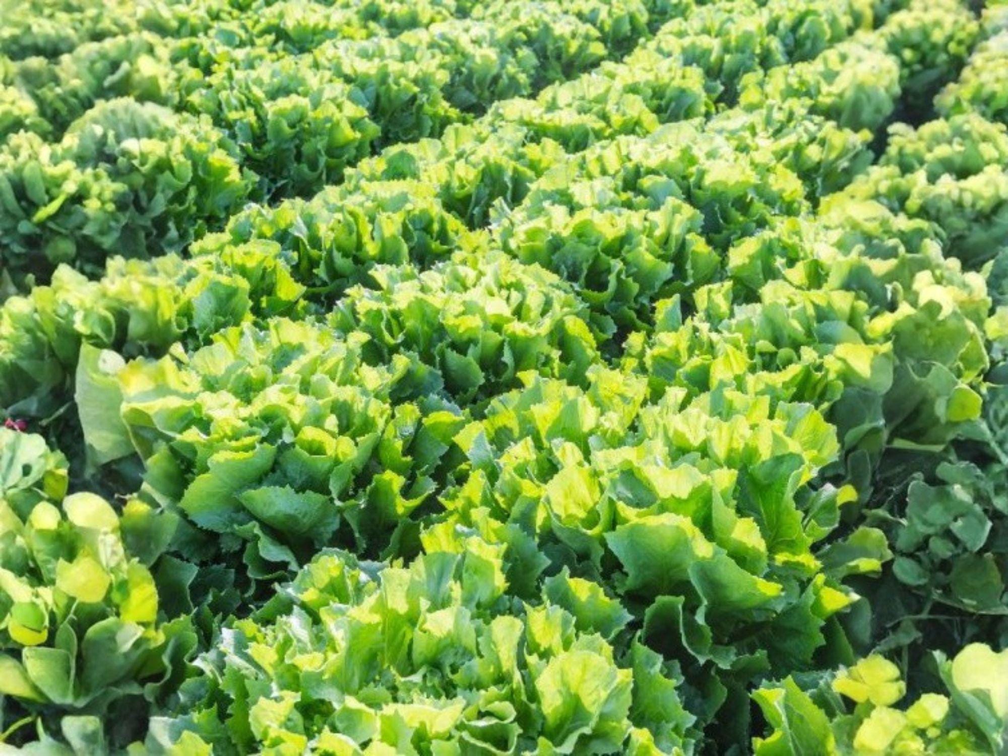 Broadleaf Batavian Endive Seeds – 1000 Vegetable Seeds for Home Gardening, Leafy Green Escarole, Annual Garden Plant