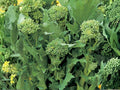 Broccoli Raab Seeds – Heirloom Rapini Rabe, Italian Greens, Non-GMO, 300 Seeds for Spring & Fall Gardening