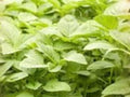 White Light Green Amaranth Seeds | Edible Leaf Vegetable | Heat Tolerant Green | Amaranthus hybridus