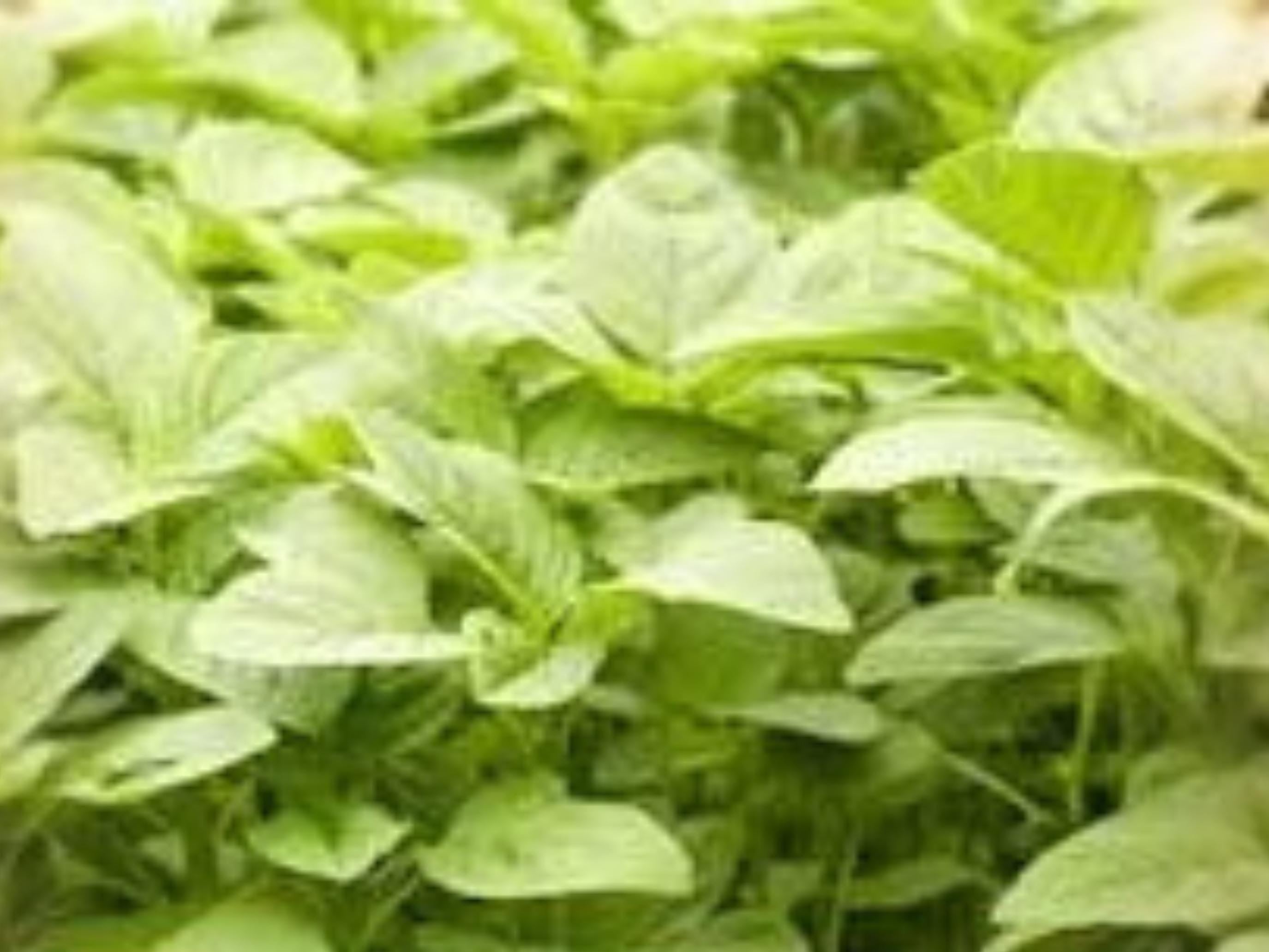 White Light Green Amaranth Seeds | Edible Leaf Vegetable | Heat Tolerant Green | Amaranthus hybridus