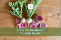Watermelon Radish Seeds – 250+ Heirloom Raphanus sativus for Home Gardening, Containers, Cool-Season Vegetable