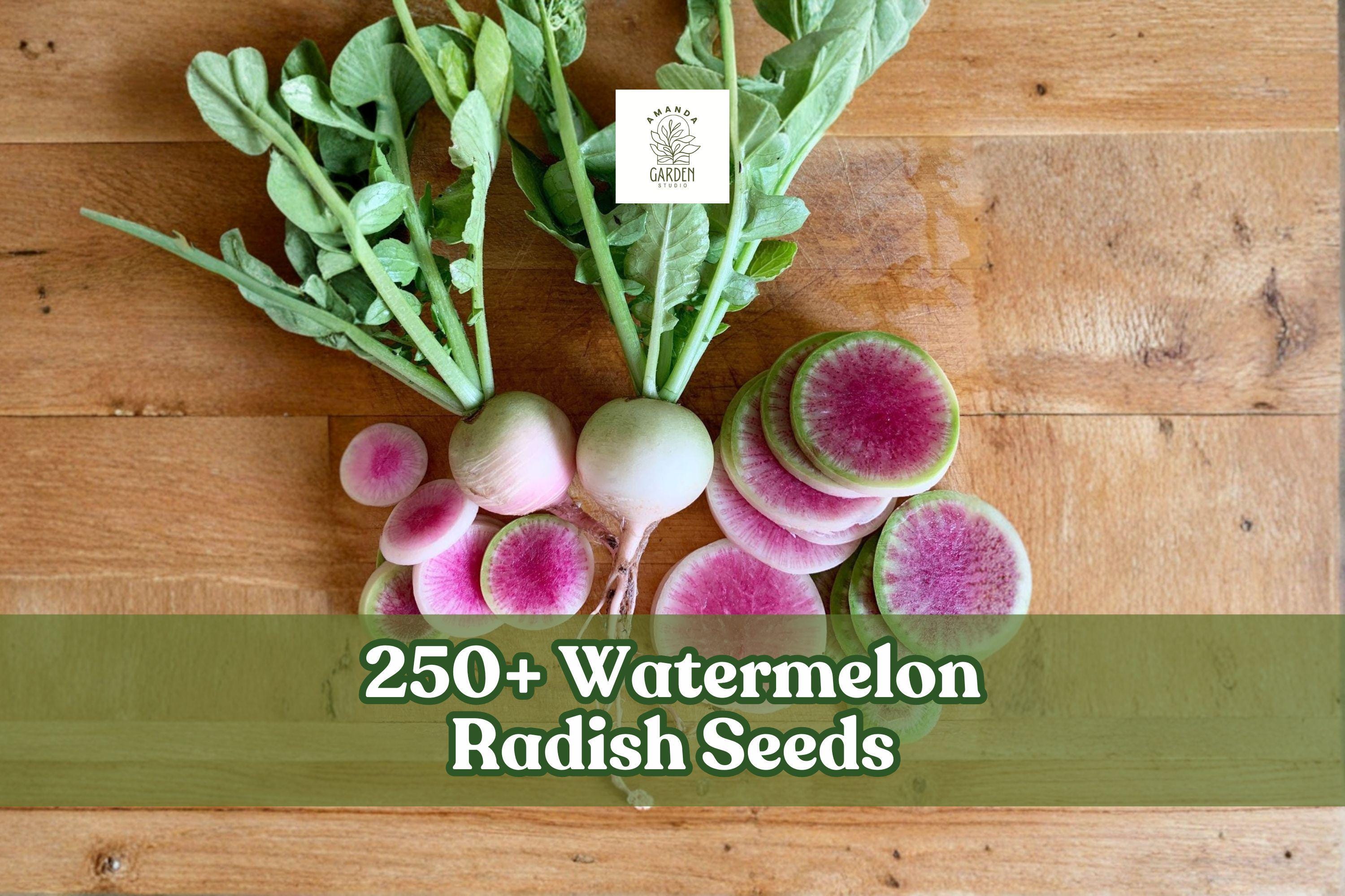 Watermelon Radish Seeds – 250+ Heirloom Raphanus sativus for Home Gardening, Containers, Cool-Season Vegetable