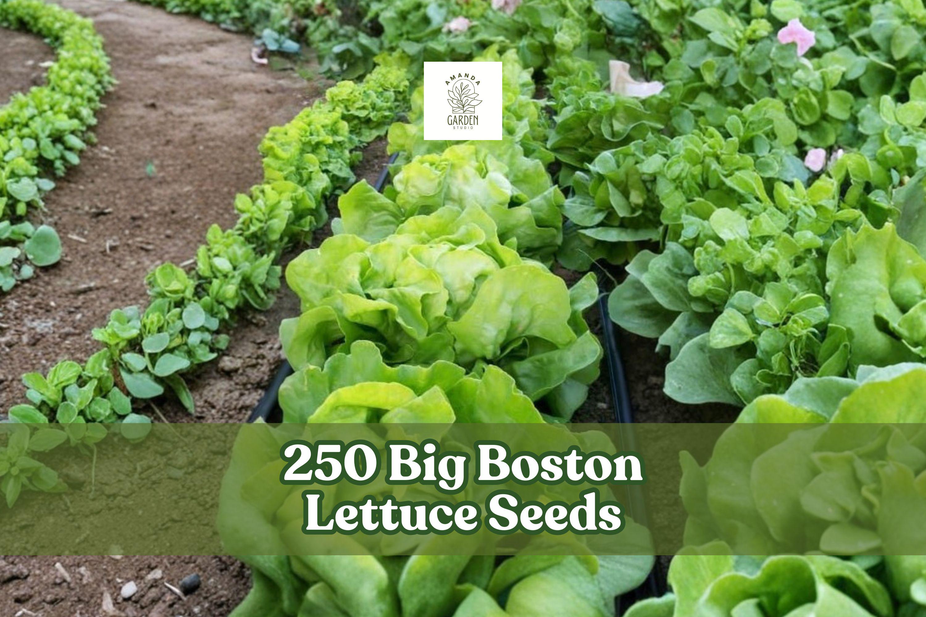 250 Big Boston Lettuce Seeds – Heirloom Butterhead Lettuce Lactuca sativa for Home Garden, Raised Beds & Containers