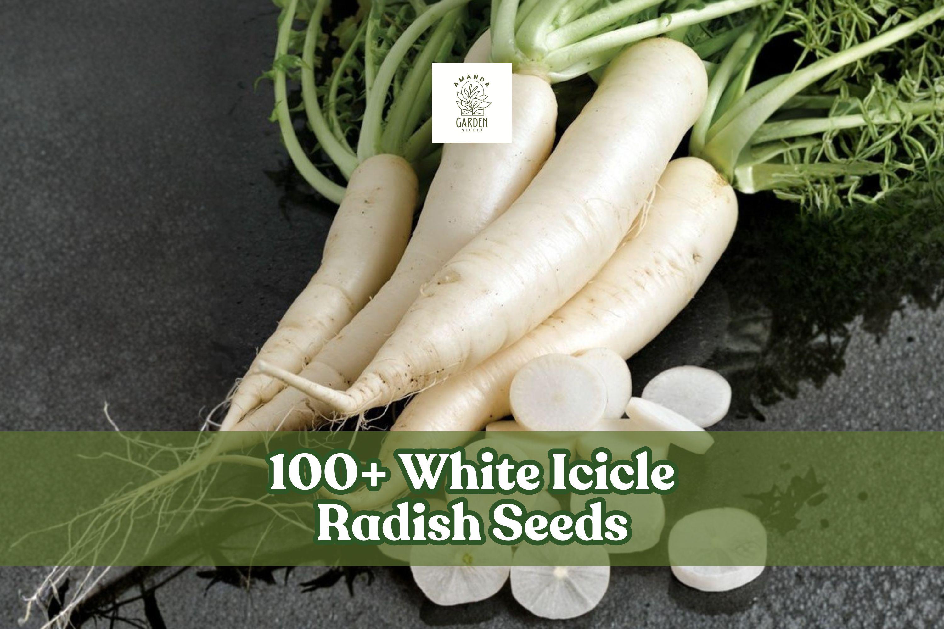 White Icicle Radish Seeds – Non-GMO Heirloom Raphanus sativus, Long, Slender White Radish for Garden, Container, Cool-Season Planting
