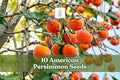 American Persimmon Seeds for Planting – Native Fruit Tree, Diospyros virginiana, Deciduous, Hardy, Garden & Orchard Growth