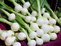 Walla Walla Sweet Onion Seeds – Heirloom, Large, Mild, Juicy, 50 Seeds for Home Garden, Vegetable, Onions