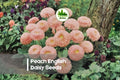 200+ Peach English Daisy Seeds, Bellis perennis, Compact Perennial, Soft Peach Pom-Pom Blooms, Cottage Garden, Border Plant