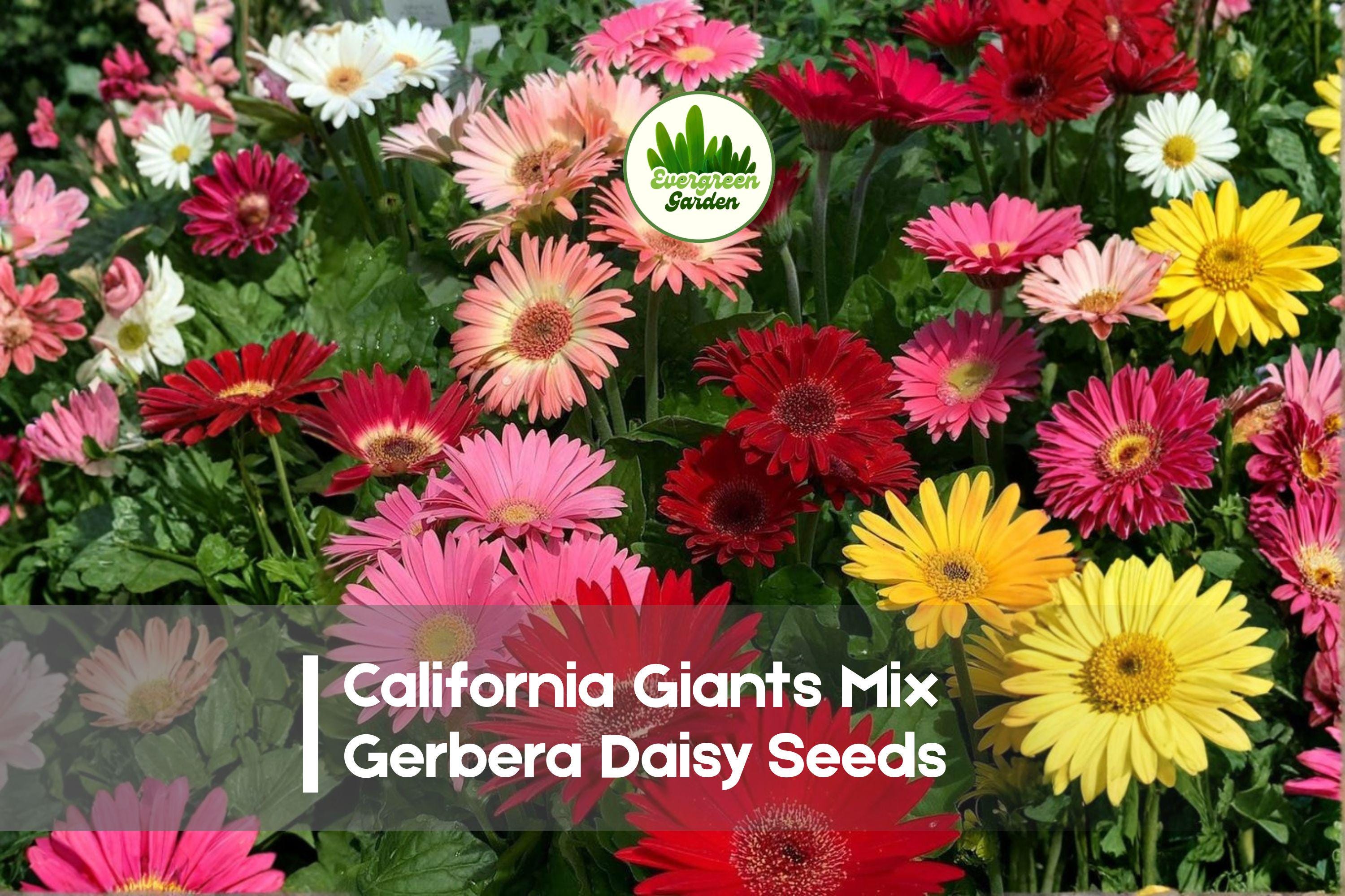 California Giants Mix Gerbera Daisy Seeds – Vibrant Multi-Color Blooms, Bright Garden Flowers, Pollinator Attracting, Gerbera jamesonii