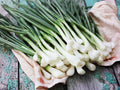 Evergreen Bunching Onion Seeds – Heirloom Scallion, 50 Seeds, Non-Bulbing Green Onion, Allium fistulosum