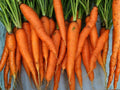 Tendersweet Carrot Seeds 500 | Heirloom Long Orange Root Vegetable for Fresh Eating & Juicing