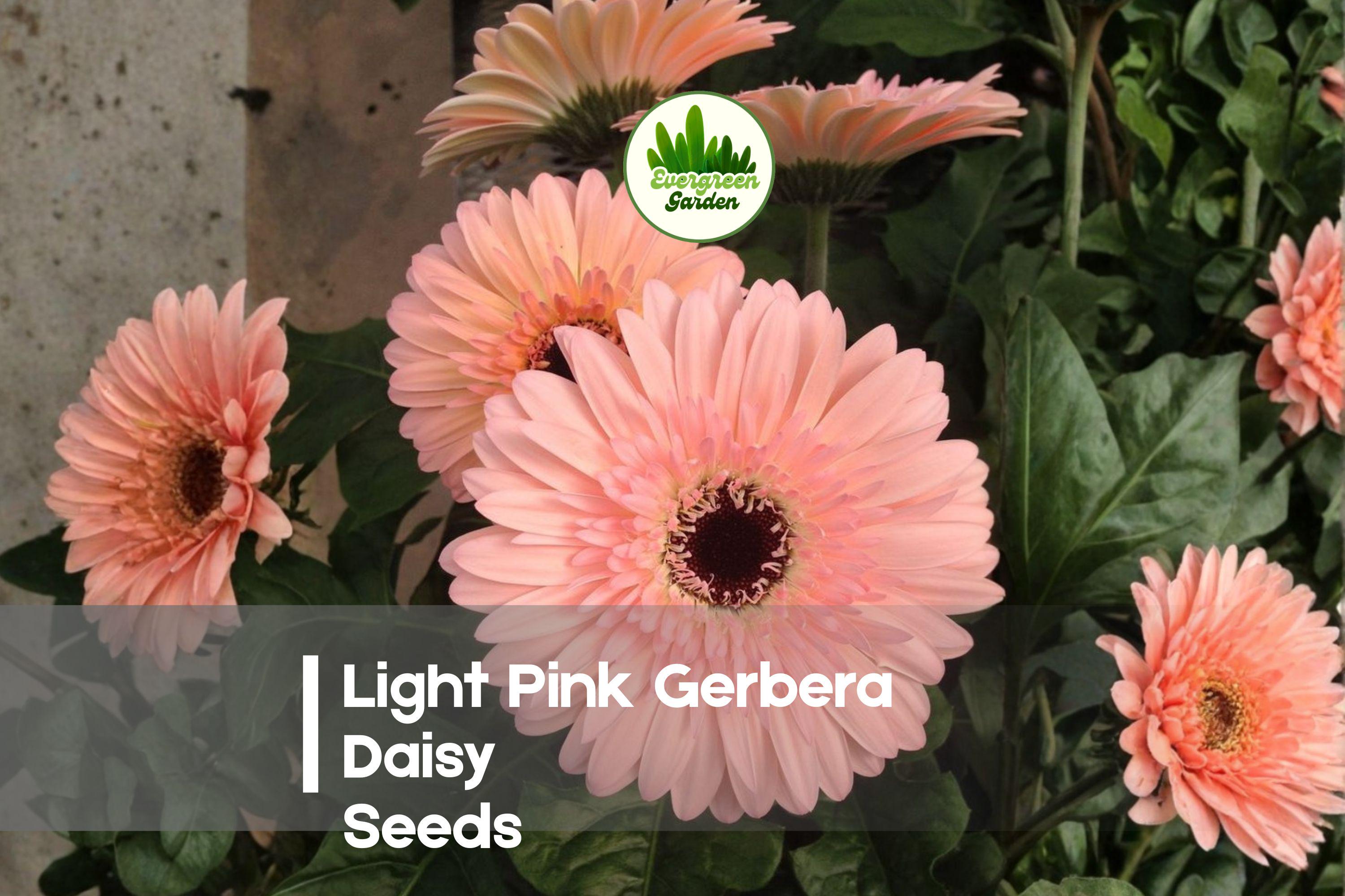 Light Pink Gerbera Daisy Seeds, Gerbera jamesonii, Large Bloom, Pastel Pink, Garden, Border, Pot, Cut Flower, Annual/Perennial