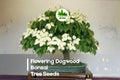 20 Flowering Dogwood Bonsai Tree Seeds - Cornus florida, Ornamental Flowering Tree, Spring Blossoms, Bonsai Growing Kit
