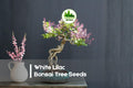 White Lilac Bonsai Tree Seeds – 30 Premium Syringa vulgaris White Flowering Shrubs for Bonsai & Ornamental Gardening