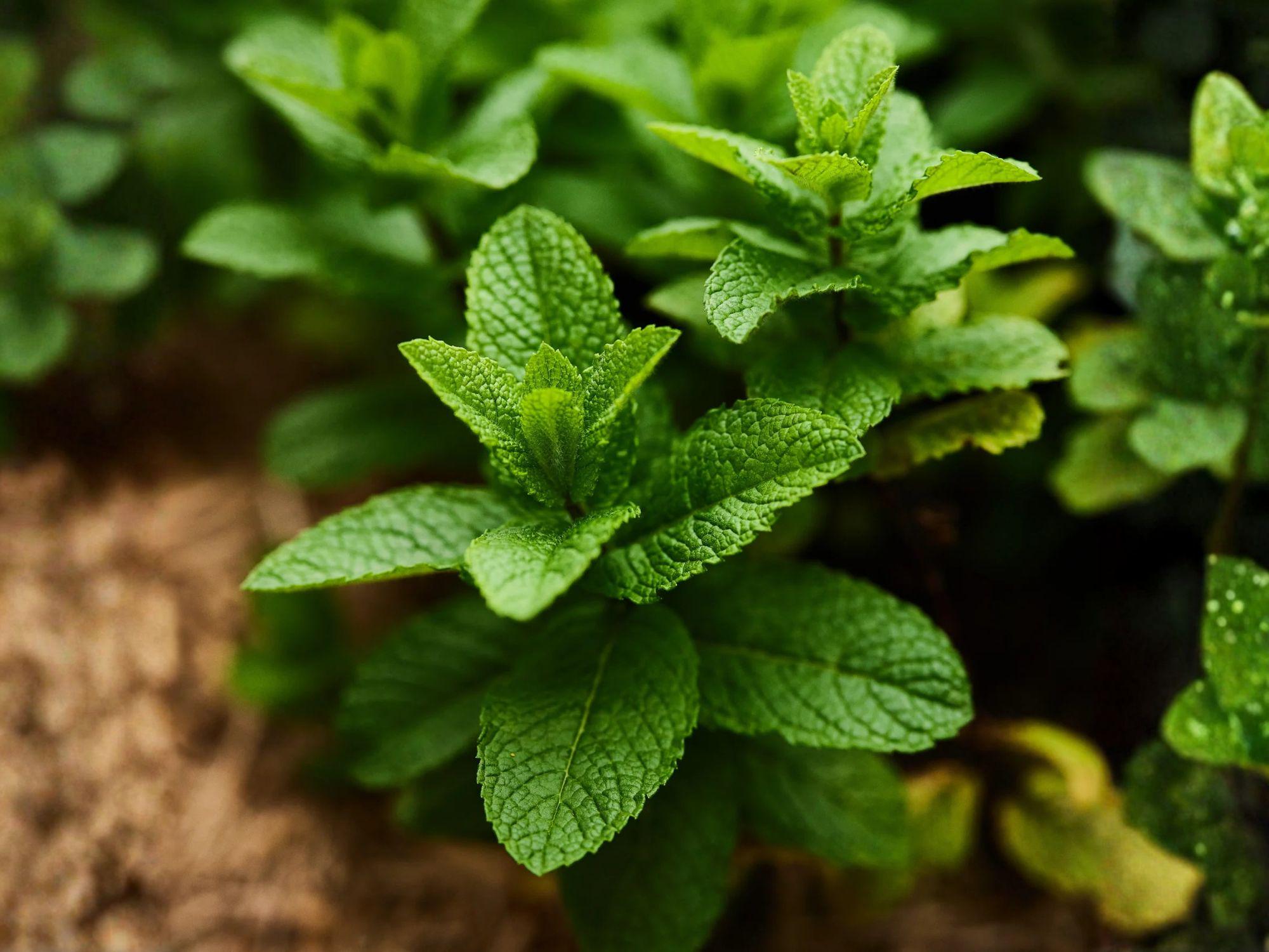 Spearmint Herb Seeds, 100 Seeds, Aromatic Culinary Mint, Mentha spicata, Perennial Herb for Teas, Cooking & Fresh Use