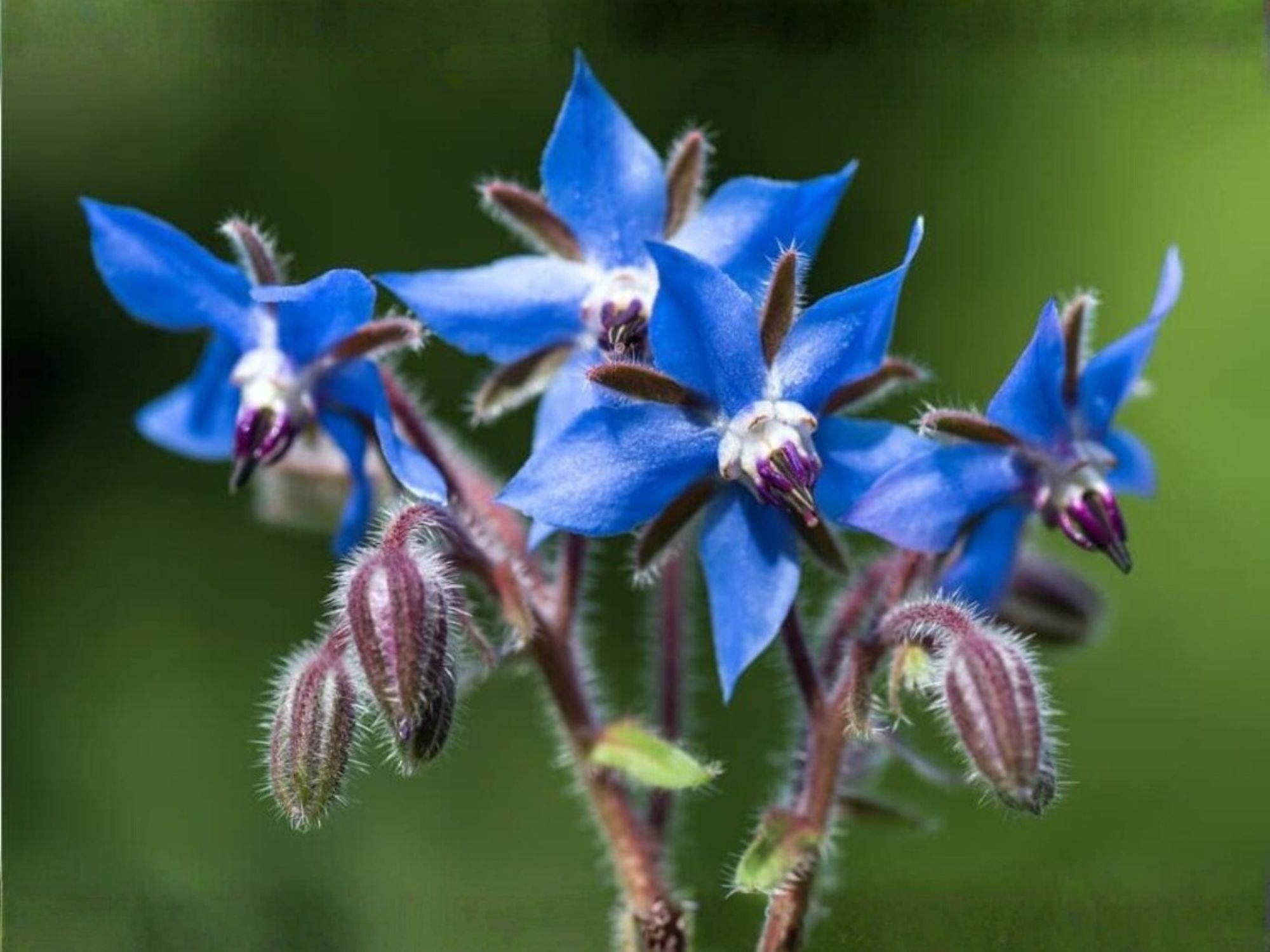 Borage Herb Seeds – Edible Blue Star Flowers, Pollinator Garden, Annual Herb, Cucumer-like Flavor, 50 Seeds