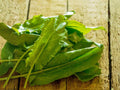 Large Leaf Sorrel Seeds – Lemon Herb, Perennial Greens, Culinary Herb, Bright Lemon Flavor, 100 Seeds