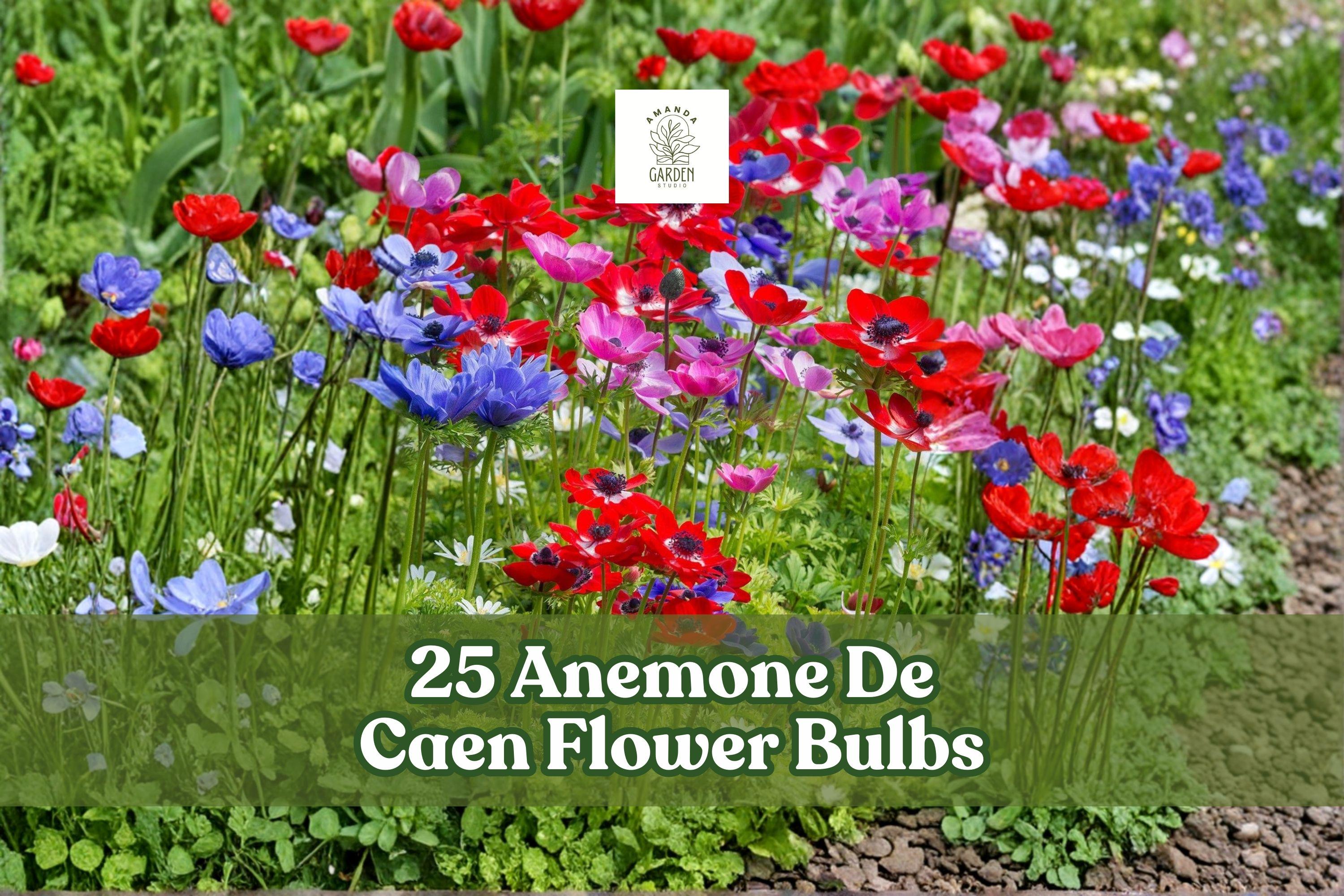 25 Anemone De Caen Flower Bulbs - Mixed Colors, Spring Blooming, Garden, Border, Container, Anemone coronaria