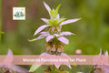 100 Spotted Bee Balm Seeds | Monarda punctata | Native Prairie Wildflower | Drought Tolerant Perennial