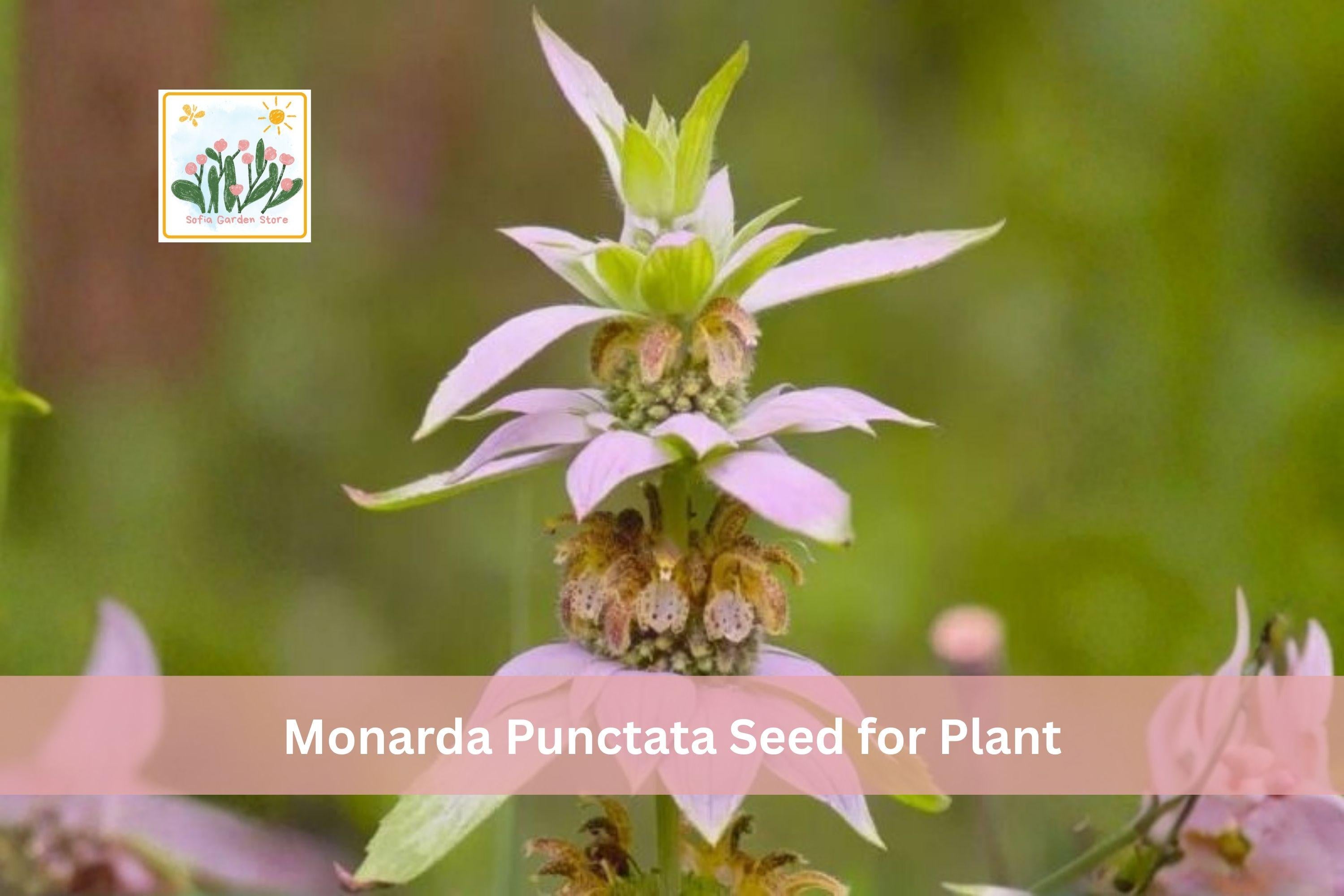 100 Spotted Bee Balm Seeds | Monarda punctata | Native Prairie Wildflower | Drought Tolerant Perennial