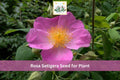 30 Illinois Rose Seeds Rosa setigera Native Climbing Rose for Native Gardens & Prairie Restoration