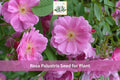 30 Swamp Rose Seeds Rosa palustris Native Wetland Plant for Moist Gardens, Pond Edges, Rain Gardens