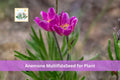 100 Windflower Seeds Anemone multifida Native Perennial Wildflower for Rock & Alpine Gardens