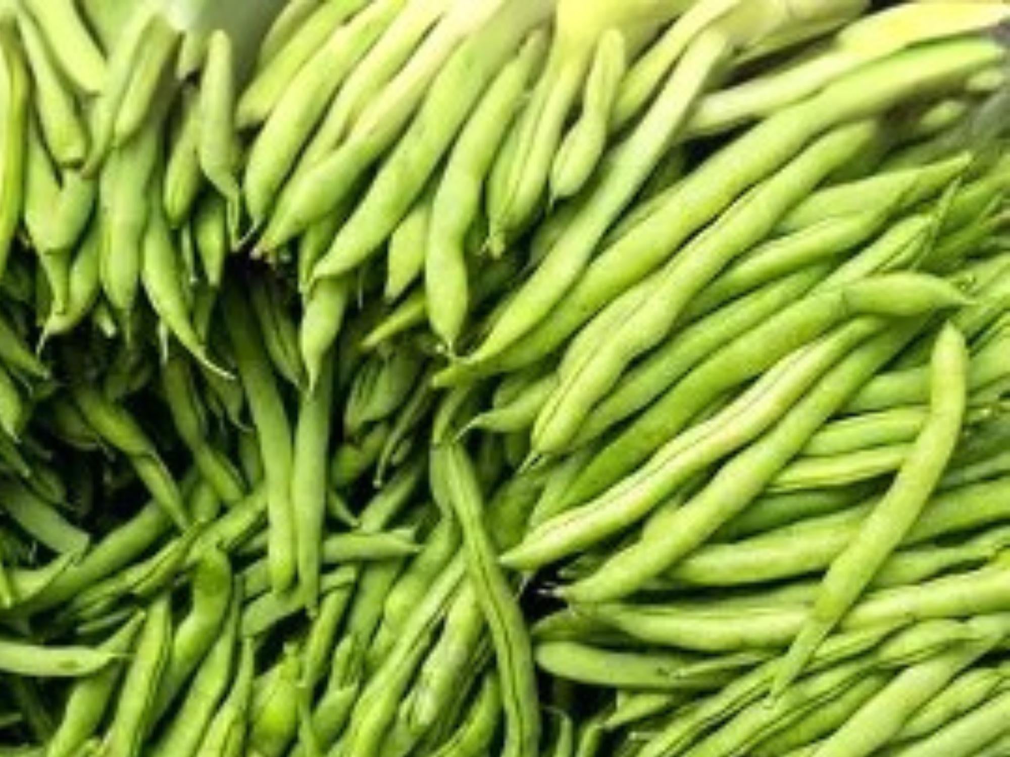 Provider Green Bush Bean Seeds – Early Producing, Cold Tolerant, Stringless Bush Bean, 25 Seeds