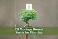 20 Moringa oleifera Bonsai Seeds for Ornamental Tree, Container or Garden Planting