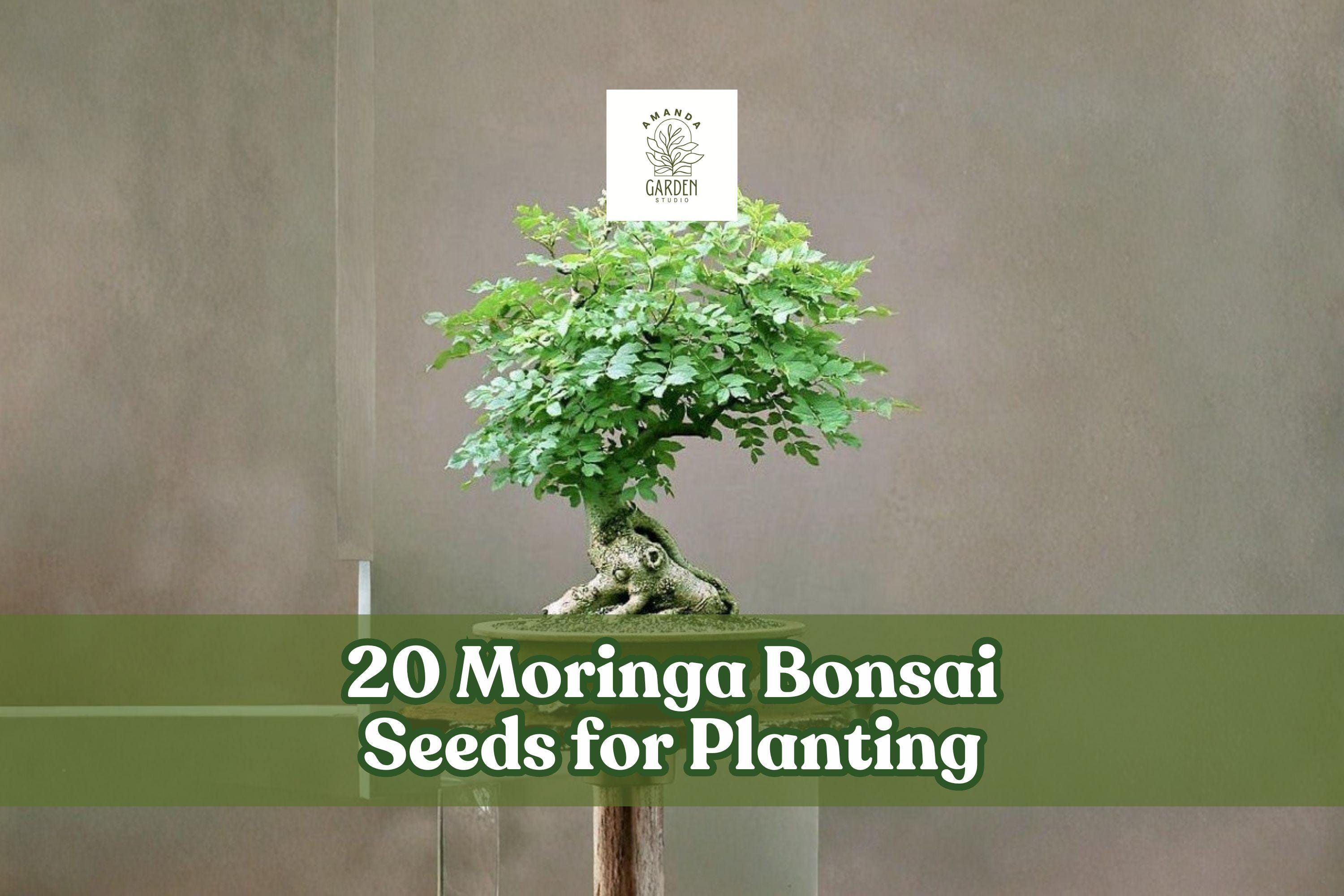 20 Moringa oleifera Bonsai Seeds for Ornamental Tree, Container or Garden Planting