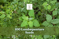 100 Lambsquarters Seeds Chenopodium album - Annual Leafy Plant for Garden Planting, Organic Seeds