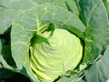 Early Jersey Wakefield Cabbage Seeds – Heirloom, Open-Pollinated, Pointed Green Heads, Cool-Season Vegetable Seeds