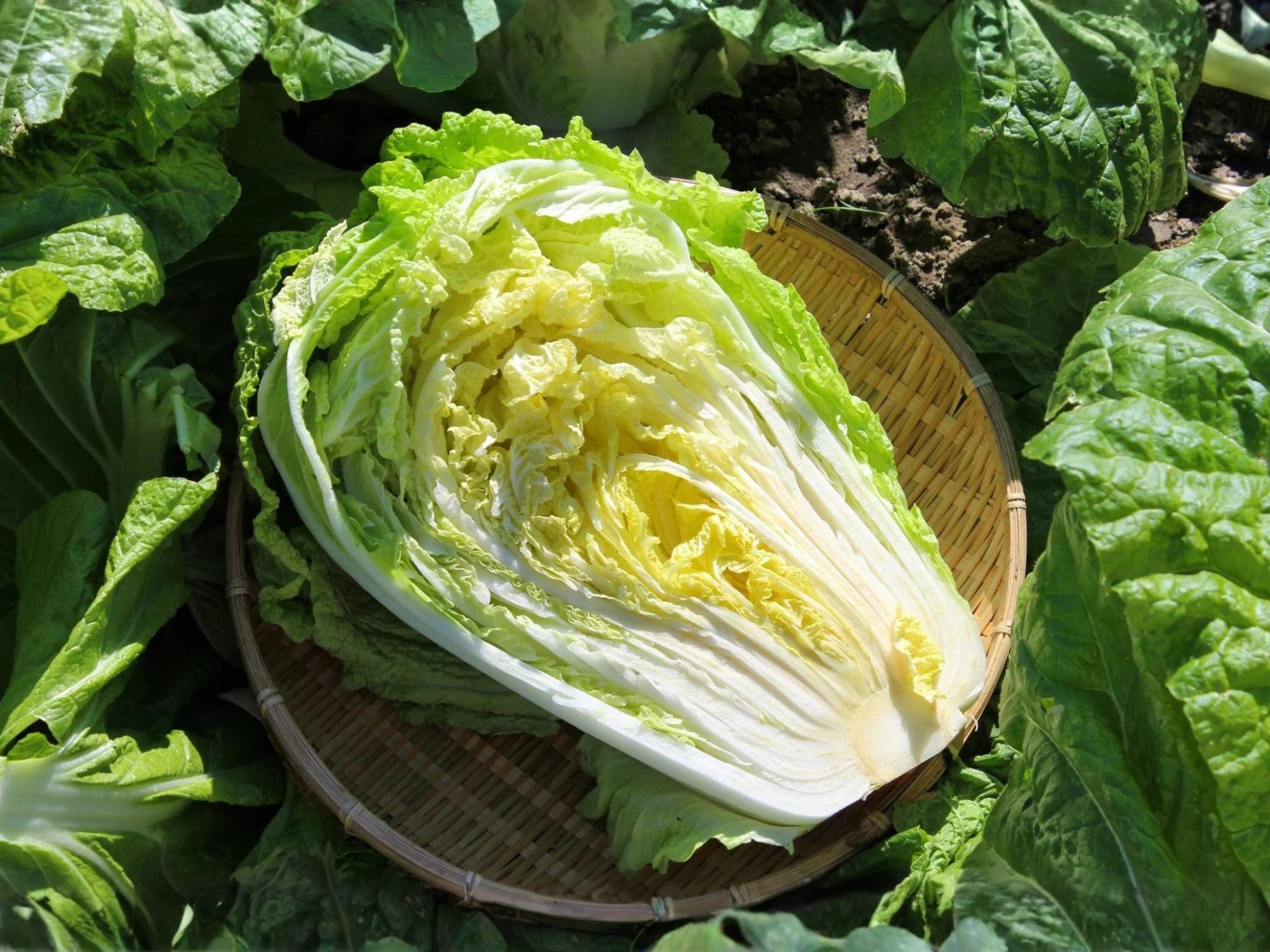 Kogane Chinese Cabbage Seeds – 300 Heirloom Napa-Type Asian Green for Home Garden, Stir-Fries, Kimchi