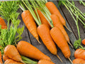 Chantenay Red Cored Carrot Seeds – 500 Heirloom Vegetable Seeds for Home Garden, Short Roots, Deep Orange, Sweet Flavor