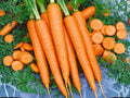 Tendersweet Carrot Seeds – 500 Heirloom Long, Sweet Roots for Home Garden, Juicing & Cooking | Daucus carota