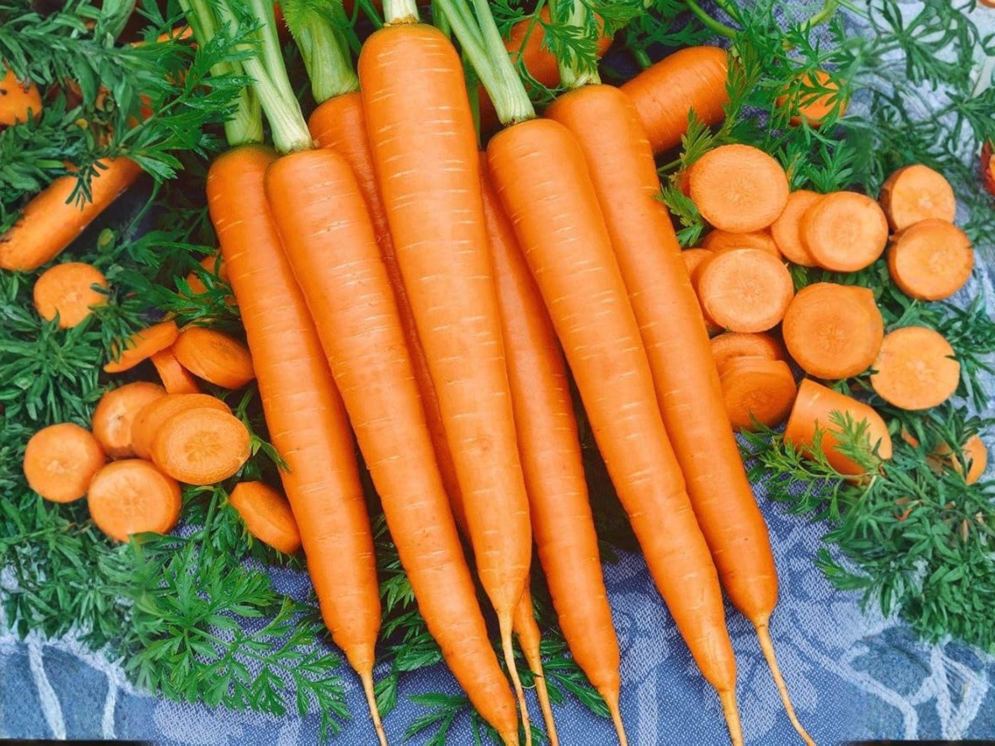 Tendersweet Carrot Seeds – 500 Heirloom Long, Sweet Roots for Home Garden, Juicing & Cooking | Daucus carota