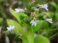 Indian Tobacco Seeds – 500 Native Wildflower Seeds for Pollinator Gardens, Herb Gardens & Meadow Plantings (Lobelia inflata)
