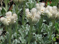 Pussytoes Seeds (Antennaria parvifolia) – Native Drought-Tolerant Groundcover Seeds for Xeriscape & Rock Gardens