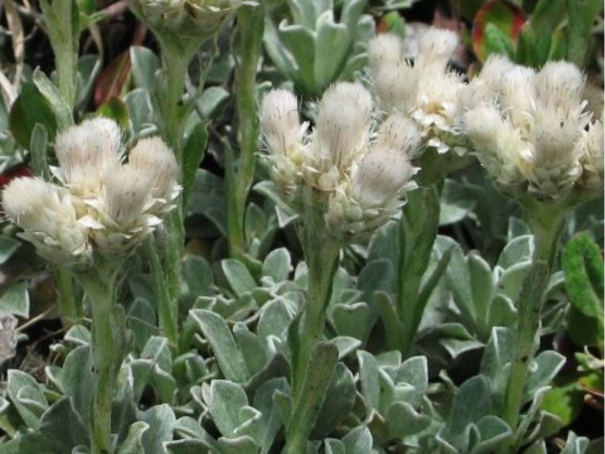Pussytoes Seeds (Antennaria parvifolia) – Native Drought-Tolerant Groundcover Seeds for Xeriscape & Rock Gardens